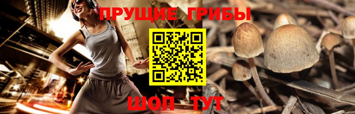 Салехард  Галлюциногенные грибы Psilocybe  Вход с VPN 